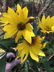 Helianthus grosseserratus