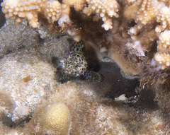 Epinephelus merra