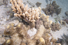 Epinephelus merra