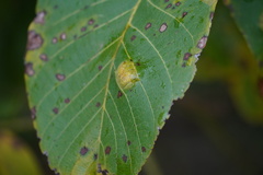 Aceria erinea