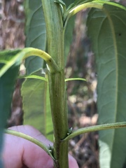 Helianthus grosseserratus