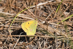 Colias croceus