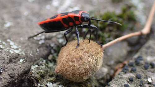 European firebug