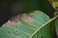 Aceria erinea