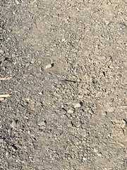 Trimerotropis fontana