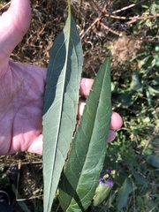 Helianthus grosseserratus
