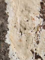 Phanerochaete laevis