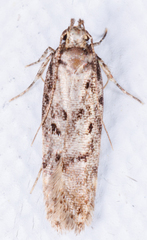Gelechiinae