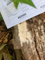 Phanerochaete laevis