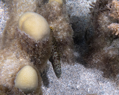 Epinephelus merra