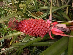 Ananas comosus bracteatus