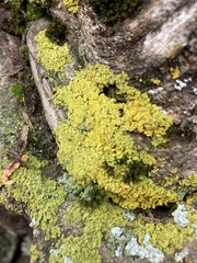 Xanthomendoza ulophyllodes