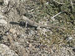 Dipsosaurus dorsalis