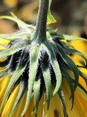 Helianthus grosseserratus