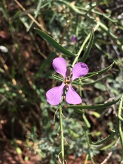 Hesperidanthus linearifolius