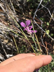 Hesperidanthus linearifolius