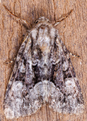 Platypolia mactata