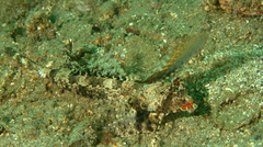 Dactylopus kuiteri
