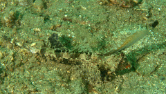 Dactylopus kuiteri
