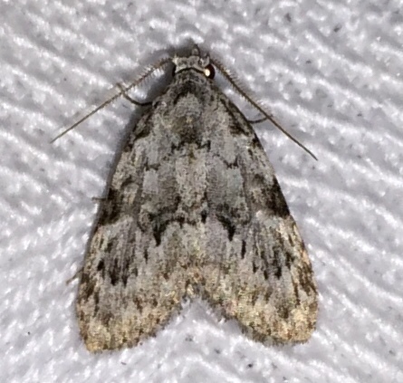 Confused Meganola Moth
