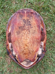 Hydromedusa tectifera