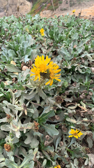 Grindelia stricta