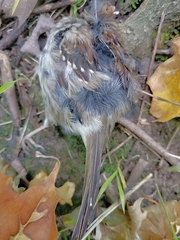 Zonotrichia albicollis