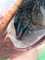 Hydromedusa tectifera