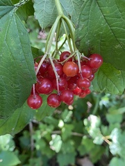 Viburnum opulus opulus