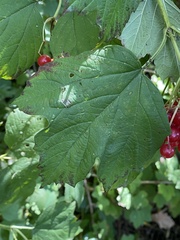 Viburnum opulus opulus
