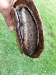 Hydromedusa tectifera