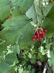 Viburnum opulus opulus