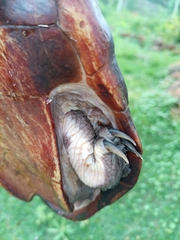 Hydromedusa tectifera