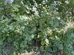 Viburnum opulus opulus