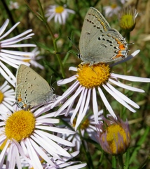 Erigeron foliosus