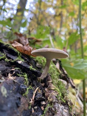 Lentinus brumalis