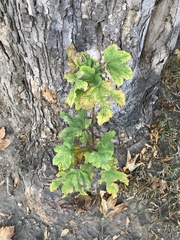 Acer pseudoplatanus