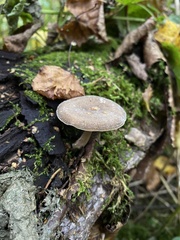 Lentinus brumalis
