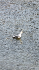 Larus michahellis