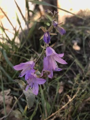 Campanula rapunculoides