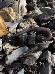 Plethodon cinereus