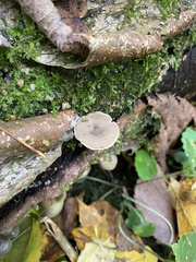 Lentinus brumalis
