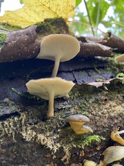 Lentinus brumalis