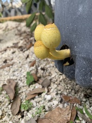 Leucocoprinus birnbaumii