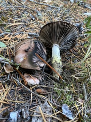 Gomphidius oregonensis