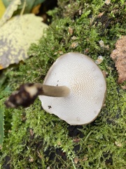 Lentinus brumalis