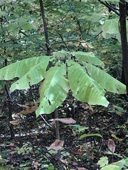 Magnolia macrophylla