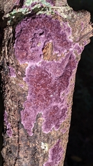 Phlebiopsis crassa