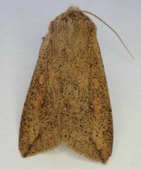 Mythimna separata