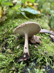 Lentinus brumalis